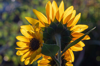 Close-up of sunflower