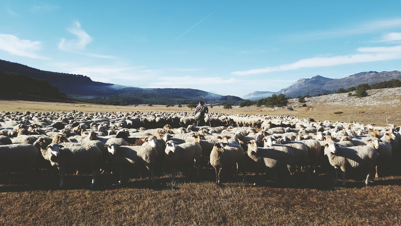 FLOCK OF SHEEP ON FARM