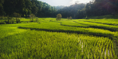 Scenic view of agricultural field