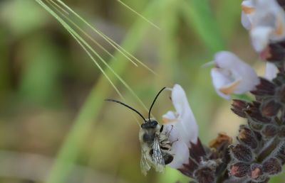 Close-up of insect on plant