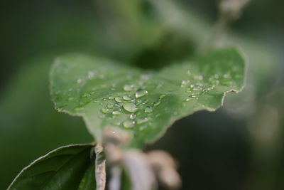 Close-up of wet plant leaves during rainy season