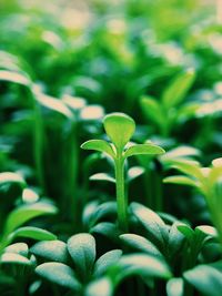 Close-up of green plant