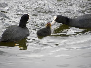 Ducks swimming in lake