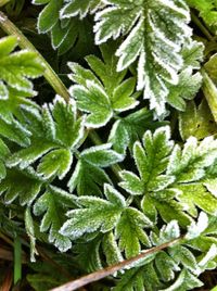 Full frame shot of green leaves