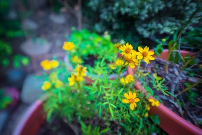 Close-up of yellow flowers blooming outdoors