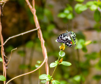 Close-up of butterfly pollinating on flower