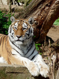 Close-up of tiger