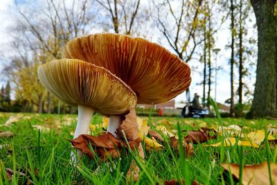 Close-up of mushroom growing on field