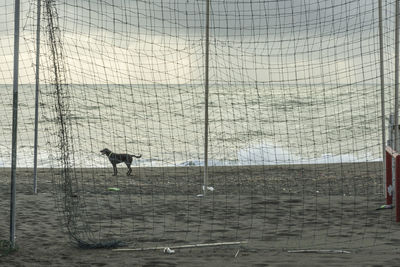 View of a horse on the ground