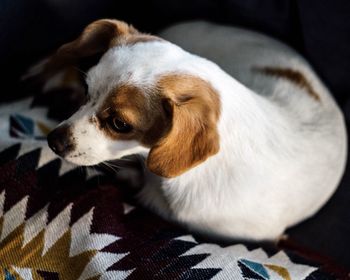 Close-up of a dog looking away