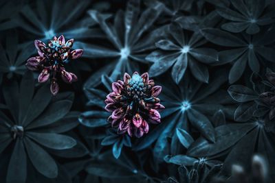 Close-up of purple flowering plants