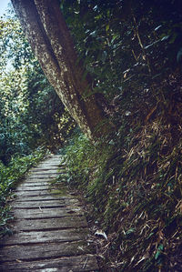 Narrow footpath amidst trees in forest