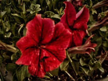 Close-up of red flower