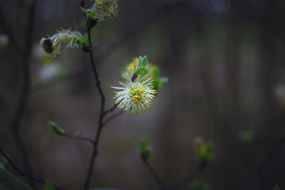 Close-up of flowering plant