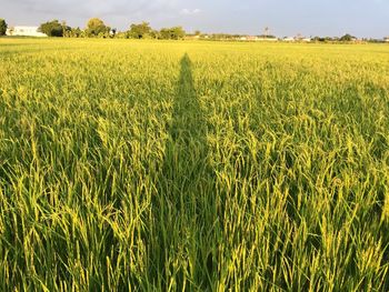 Scenic view of agricultural field