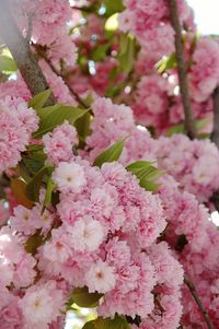 Close-up of pink flowers