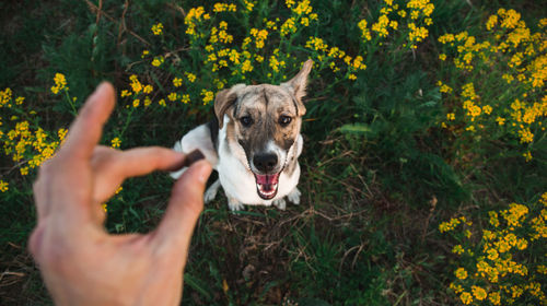 Portrait of dog sticking out tongue on land