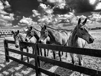 Horses in ranch against sky