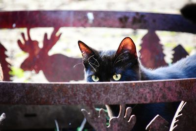 Close-up portrait of cat