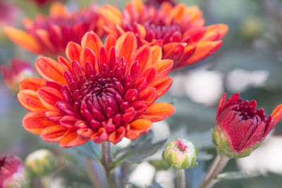 Close-up of red flowers blooming outdoors