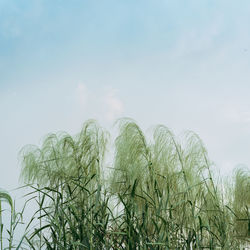 Low angle view of plants against sky during winter