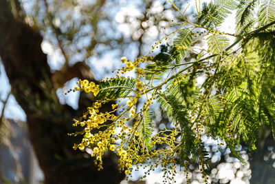 Low angle view of insect on flower tree