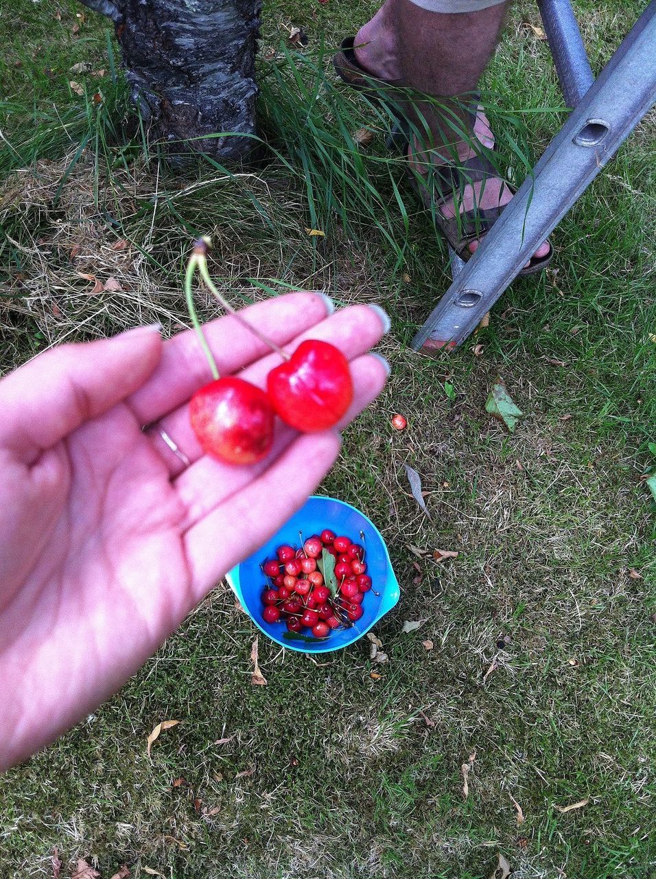 person, holding, part of, food and drink, freshness, cropped, food, human finger, unrecognizable person, red, high angle view, personal perspective, fruit, healthy eating, close-up, grass, lifestyles