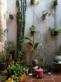Potted plants on wall of old building