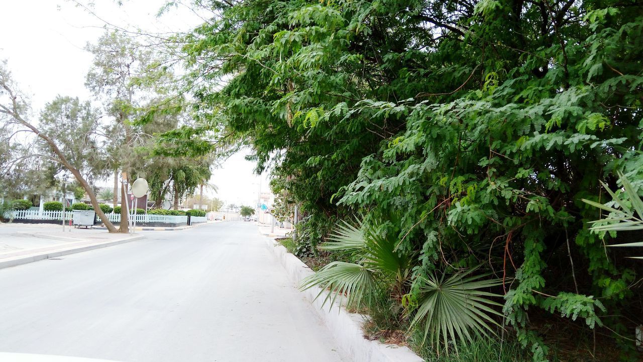 TREES BY ROAD