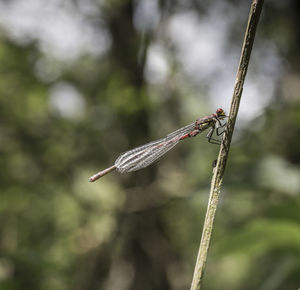 Close-up of dragonfly on plant