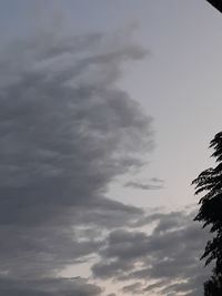 Low angle view of trees against sky
