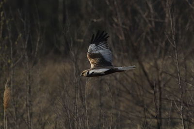 Western marsh harrier, bird flying against trees