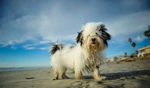 Dog on beach against sky