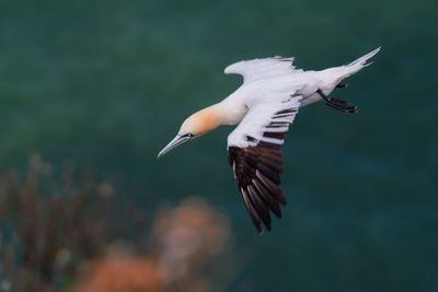 View of seagull flying