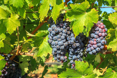 Close-up of grapes growing in vineyard