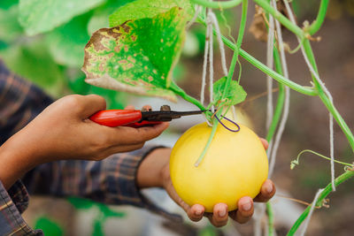 Close-up of hand holding fruit