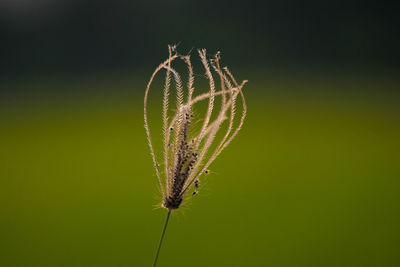 Close-up of plant growing on field against sky