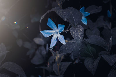 blue