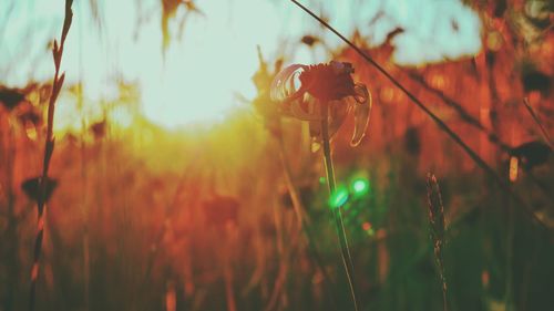 Close-up of insect on plant at field