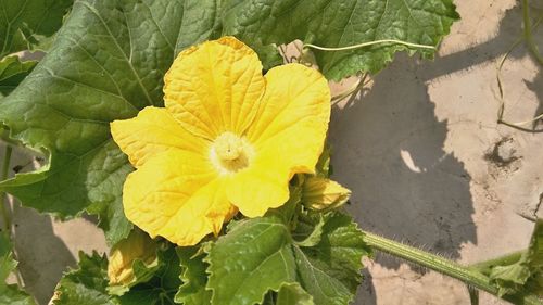 High angle view of yellow flower blooming outdoors