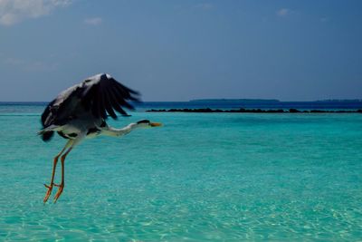 Bird flying over sea