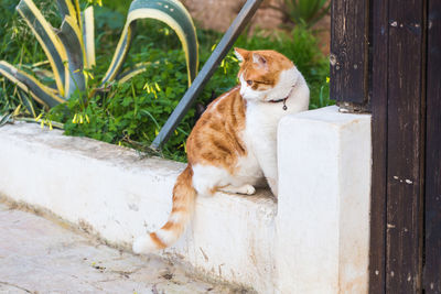 Cat sitting on a plant