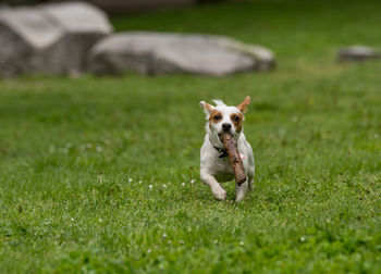 Jack russell terrier with stick in mouth running on grassy field