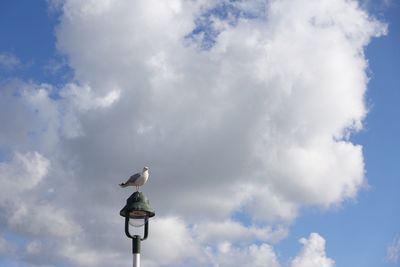 Seagull perching on street light against cloudy sky