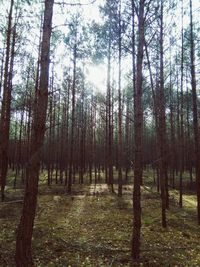 Trees in forest