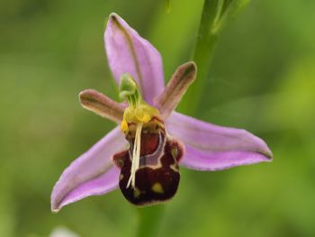 Close-up of honey bee on pink flower