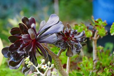 Close-up of flowering plant