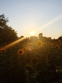 Trees on field at sunset