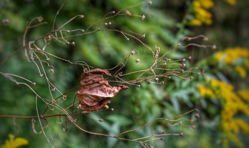 Close-up of leaves against blurred background