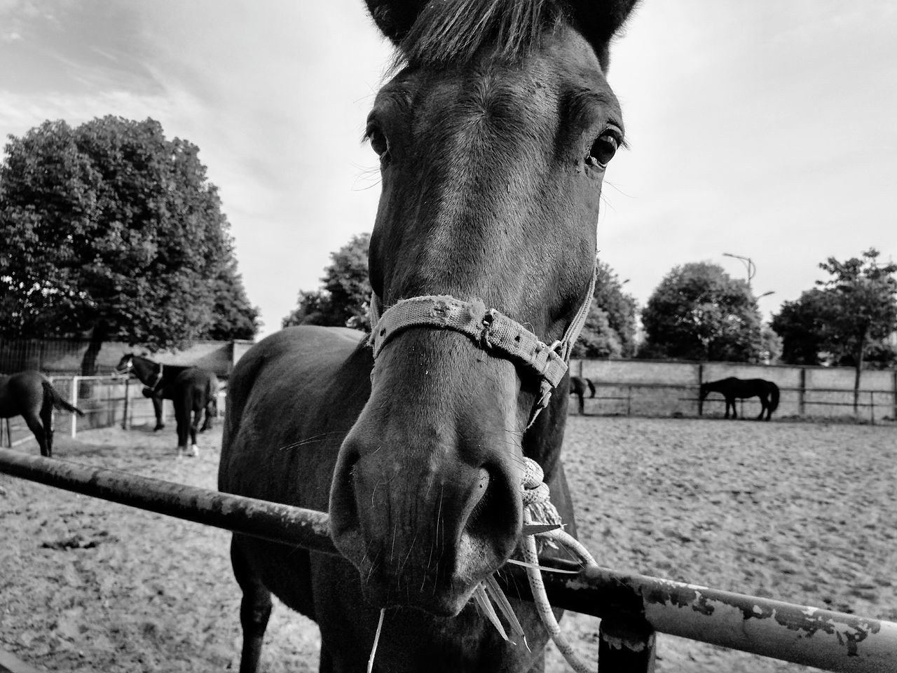 horse, domestic animals, animal themes, mammal, livestock, day, outdoors, sky, one animal, tree, no people, nature, close-up